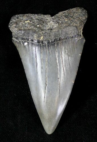 Large Fossil Mako Shark Tooth - #20757